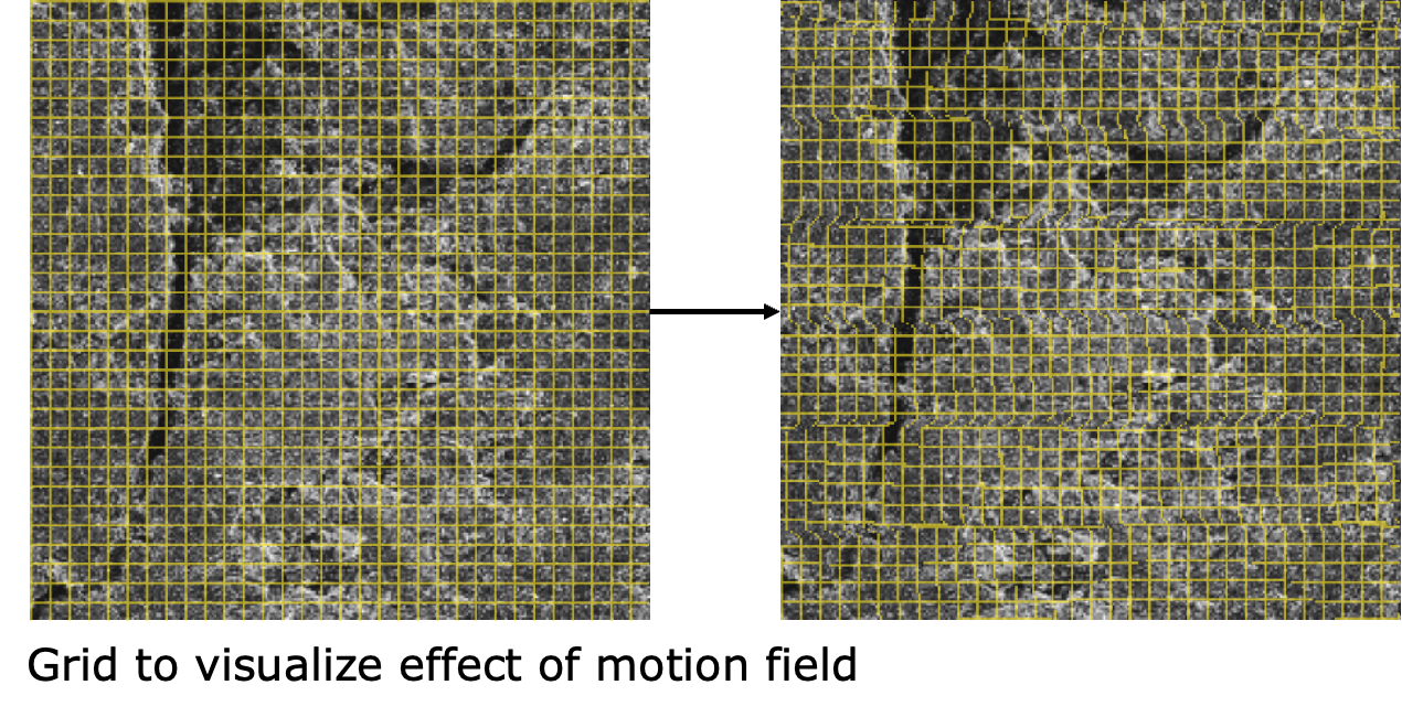 Image with grid for demonstration shown with the displacement field applied.